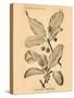 Vintage Botanical III-Gregory Gorham-Stretched Canvas