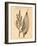 Vintage Botanical IV-Gregory Gorham-Framed Art Print