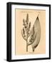 Vintage Botanical IV-Gregory Gorham-Framed Art Print