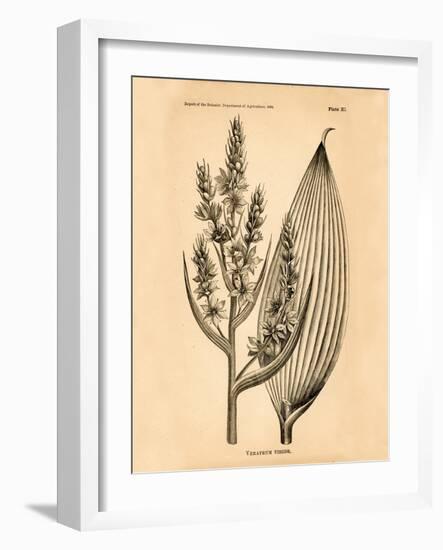 Vintage Botanical IV-Gregory Gorham-Framed Art Print