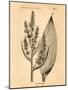 Vintage Botanical IV-Gregory Gorham-Mounted Art Print