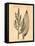 Vintage Botanical IV-Gregory Gorham-Framed Stretched Canvas