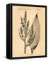 Vintage Botanical IV-Gregory Gorham-Framed Stretched Canvas