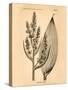 Vintage Botanical IV-Gregory Gorham-Stretched Canvas