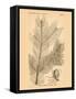 Vintage Botanical IX-Gregory Gorham-Framed Stretched Canvas