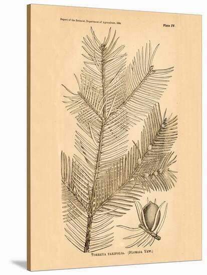 Vintage Botanical IX-Gregory Gorham-Stretched Canvas