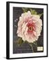 Vintage Botanical - Peony-Stephanie Monahan-Framed Giclee Print