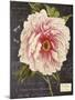 Vintage Botanical - Peony-Stephanie Monahan-Mounted Giclee Print