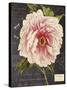 Vintage Botanical - Peony-Stephanie Monahan-Stretched Canvas