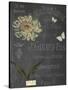 Vintage Botanical - Scabious-Stephanie Monahan-Stretched Canvas