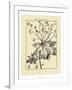 Vintage Botanical Study I-Sellier-Framed Art Print