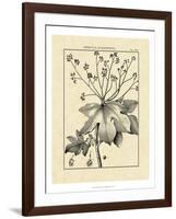 Vintage Botanical Study I-Sellier-Framed Art Print