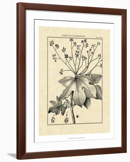 Vintage Botanical Study I-Sellier-Framed Art Print