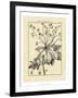 Vintage Botanical Study I-Sellier-Framed Art Print