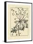 Vintage Botanical Study I-Sellier-Framed Stretched Canvas