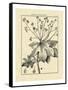 Vintage Botanical Study I-Sellier-Framed Stretched Canvas