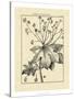 Vintage Botanical Study I-Sellier-Stretched Canvas