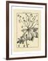 Vintage Botanical Study I-Sellier-Framed Art Print