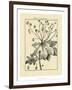 Vintage Botanical Study I-Sellier-Framed Art Print