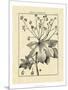 Vintage Botanical Study I-Sellier-Mounted Art Print