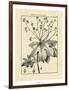 Vintage Botanical Study I-Sellier-Framed Art Print