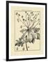 Vintage Botanical Study I-Sellier-Framed Art Print