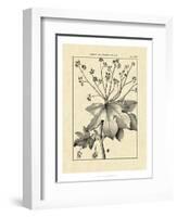 Vintage Botanical Study I-Sellier-Framed Art Print