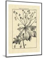 Vintage Botanical Study I-Sellier-Mounted Art Print