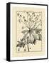 Vintage Botanical Study I-Sellier-Framed Stretched Canvas