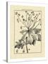 Vintage Botanical Study I-Sellier-Stretched Canvas