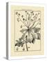 Vintage Botanical Study I-Sellier-Stretched Canvas