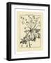 Vintage Botanical Study I-Sellier-Framed Art Print