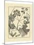 Vintage Botanical Study II-Sellier-Mounted Art Print