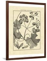 Vintage Botanical Study II-Sellier-Framed Art Print