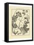 Vintage Botanical Study II-Sellier-Framed Stretched Canvas