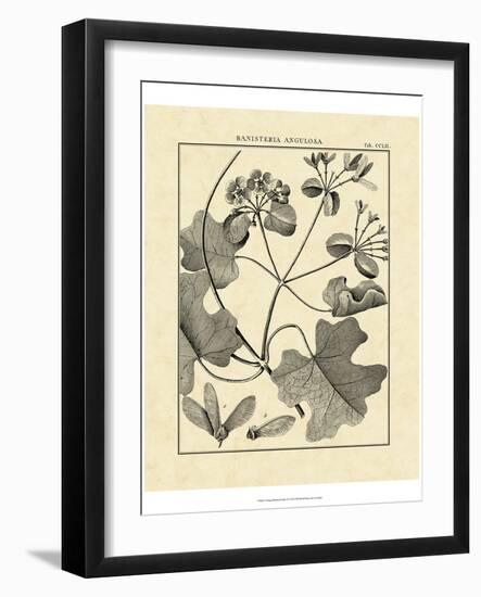 Vintage Botanical Study II-Sellier-Framed Art Print