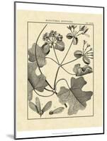 Vintage Botanical Study II-Sellier-Mounted Art Print