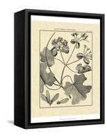 Vintage Botanical Study II-Sellier-Framed Stretched Canvas