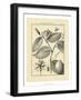 Vintage Botanical Study III-Sellier-Framed Art Print