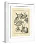 Vintage Botanical Study III-Sellier-Framed Art Print