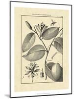 Vintage Botanical Study III-Sellier-Mounted Art Print