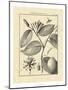 Vintage Botanical Study III-Sellier-Mounted Art Print