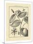 Vintage Botanical Study III-Sellier-Mounted Art Print