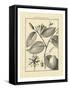 Vintage Botanical Study III-Sellier-Framed Stretched Canvas