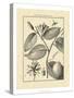 Vintage Botanical Study III-Sellier-Stretched Canvas