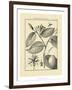 Vintage Botanical Study III-Sellier-Framed Art Print