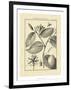 Vintage Botanical Study III-Sellier-Framed Art Print