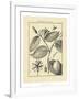 Vintage Botanical Study III-Sellier-Framed Art Print