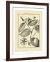 Vintage Botanical Study III-Sellier-Framed Art Print