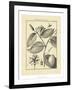 Vintage Botanical Study III-Sellier-Framed Art Print